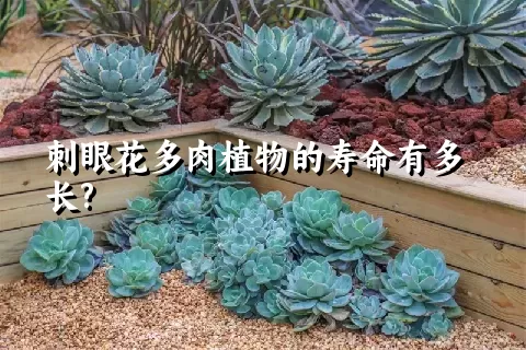 刺眼花多肉植物的寿命有多长?