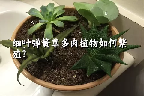 细叶弹簧草多肉植物如何繁殖？