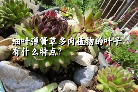 细叶弹簧草多肉植物的叶子有什么特点？