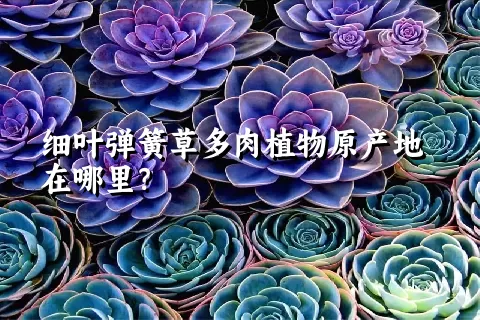 细叶弹簧草多肉植物原产地在哪里？