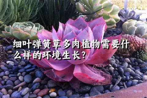 细叶弹簧草多肉植物需要什么样的环境生长？