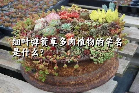 细叶弹簧草多肉植物的学名是什么？