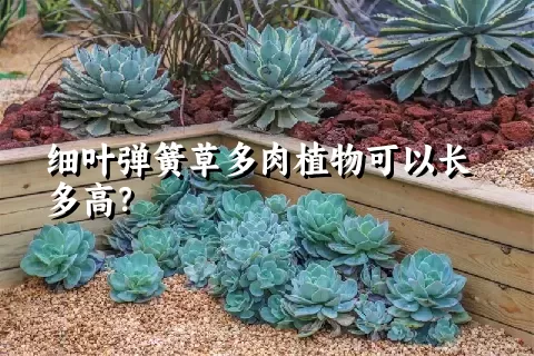 细叶弹簧草多肉植物可以长多高？