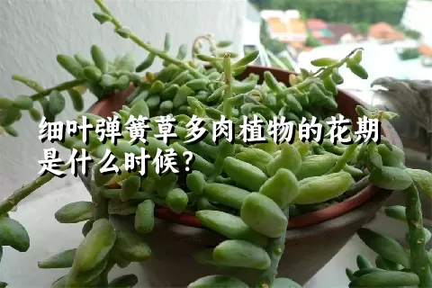 细叶弹簧草多肉植物的花期是什么时候？