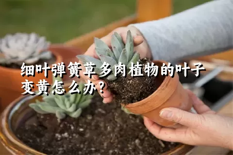 细叶弹簧草多肉植物的叶子变黄怎么办？