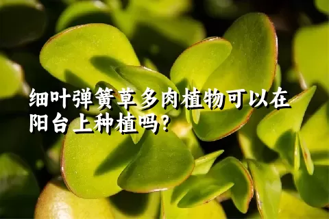 细叶弹簧草多肉植物可以在阳台上种植吗？