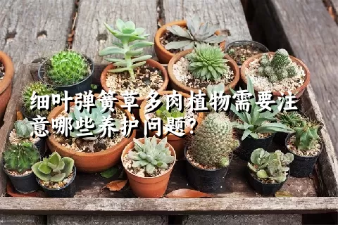 细叶弹簧草多肉植物需要注意哪些养护问题？