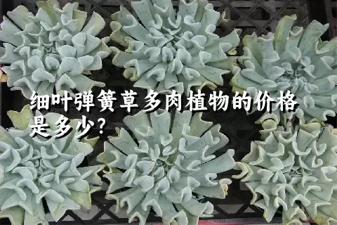 细叶弹簧草多肉植物的价格是多少？