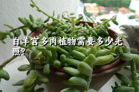 白羊宫多肉植物需要多少光照？