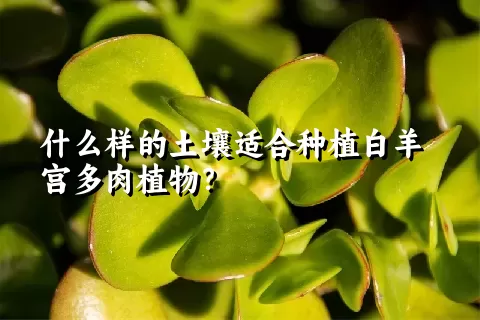 什么样的土壤适合种植白羊宫多肉植物？