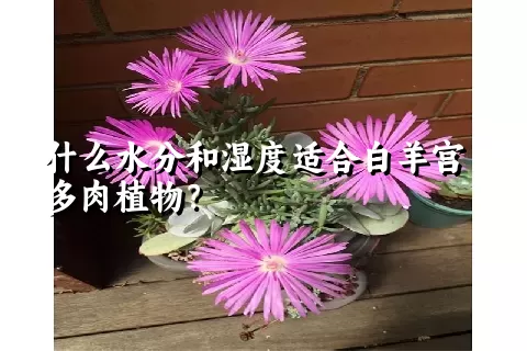 什么水分和湿度适合白羊宫多肉植物？