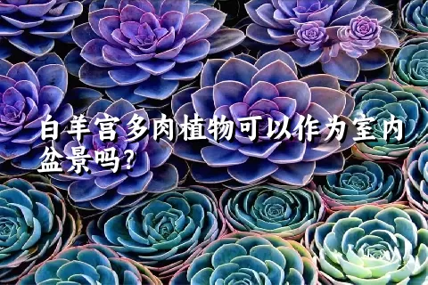 白羊宫多肉植物可以作为室内盆景吗？