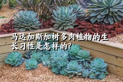 马达加斯加树多肉植物的生长习性是怎样的?