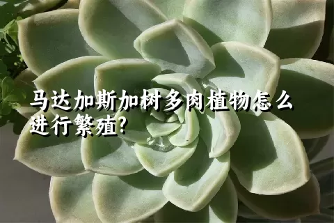 马达加斯加树多肉植物怎么进行繁殖?