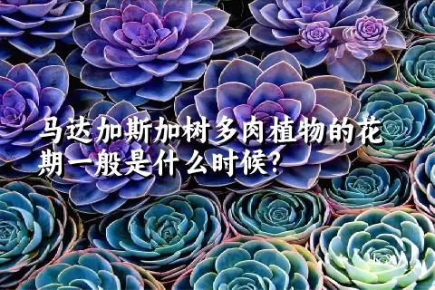 马达加斯加树多肉植物的花期一般是什么时候?