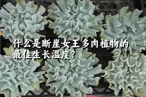 什么是断崖女王多肉植物的最佳生长温度？