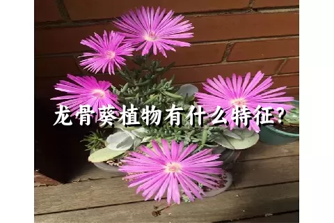 龙骨葵植物有什么特征？