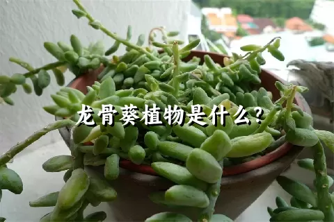 龙骨葵植物是什么？