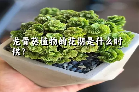 龙骨葵植物的花期是什么时候？