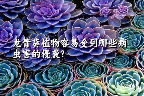 龙骨葵植物容易受到哪些病虫害的侵袭？