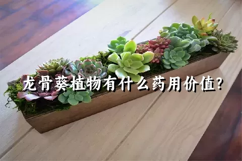 龙骨葵植物有什么药用价值？