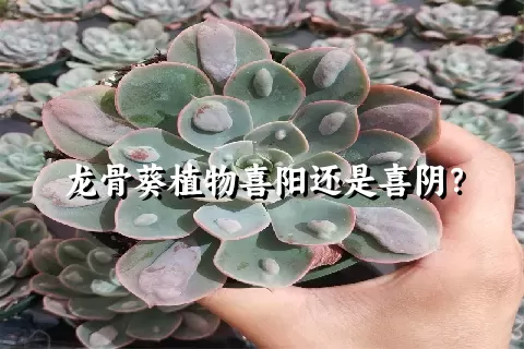 龙骨葵植物喜阳还是喜阴？