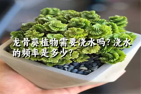 龙骨葵植物需要浇水吗？浇水的频率是多少？