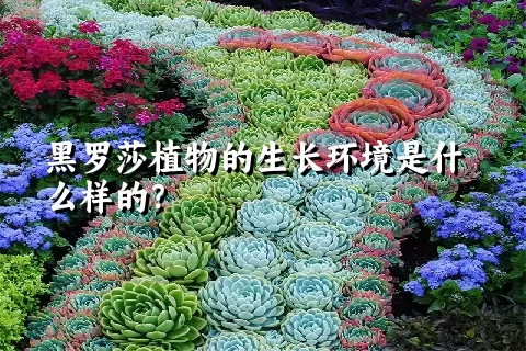 黑罗莎植物的生长环境是什么样的？