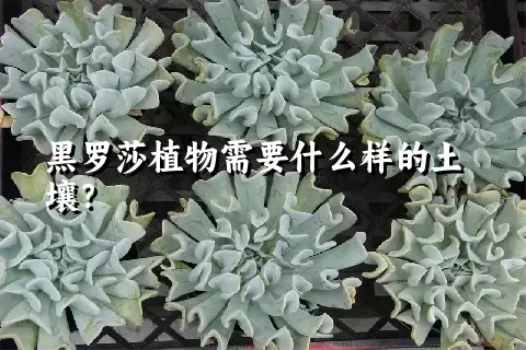 黑罗莎植物需要什么样的土壤？