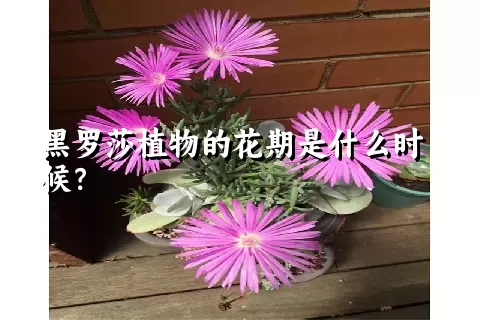 黑罗莎植物的花期是什么时候？