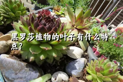 黑罗莎植物的叶子有什么特点？