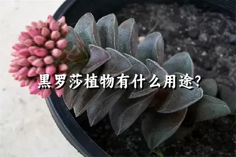 黑罗莎植物有什么用途？