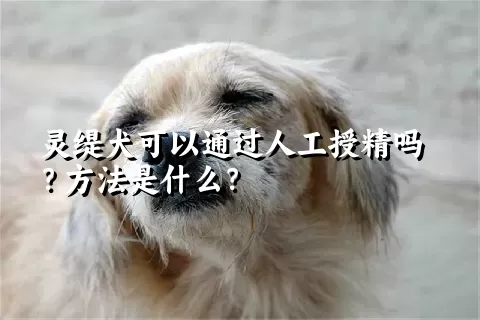 灵缇犬可以通过人工授精吗？方法是什么？