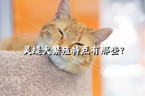 灵缇犬繁殖特点有那些？