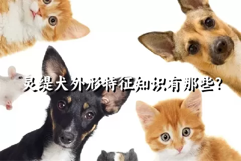 灵缇犬外形特征知识有那些？