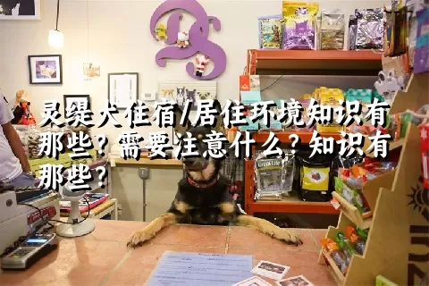 灵缇犬住宿/居住环境知识有那些？需要注意什么？知识有那些？