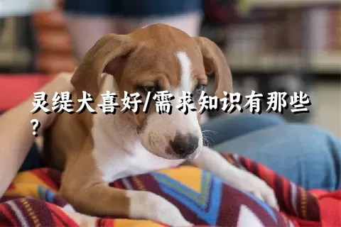 灵缇犬喜好/需求知识有那些？