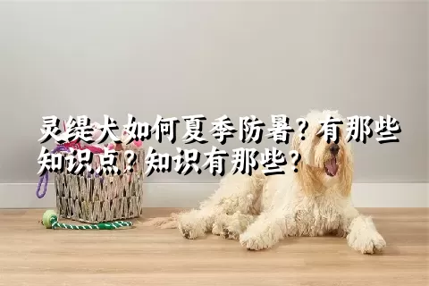 灵缇犬如何夏季防暑？有那些知识点？知识有那些？