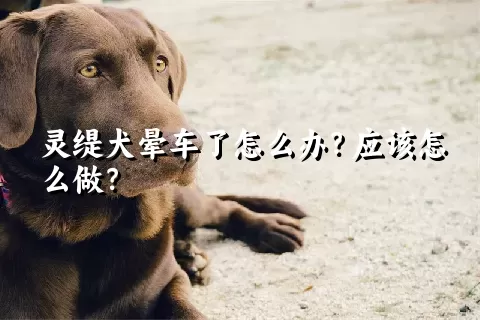 灵缇犬晕车了怎么办？应该怎么做？