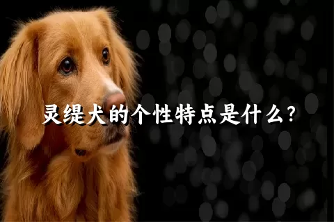 灵缇犬的个性特点是什么？