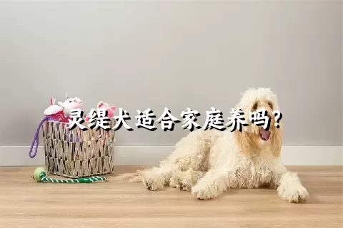 灵缇犬适合家庭养吗？