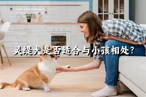 灵缇犬是否适合与小孩相处？