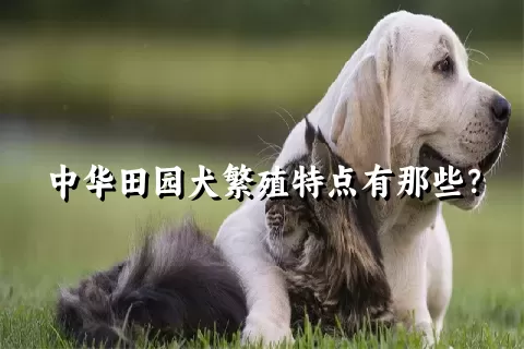 中华田园犬繁殖特点有那些？