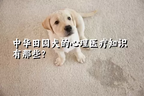 中华田园犬的心理医疗知识有那些？