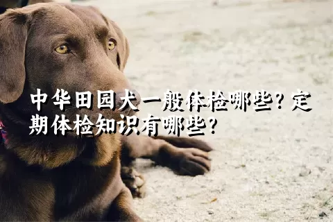 中华田园犬一般体检哪些？定期体检知识有哪些？