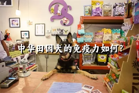 中华田园犬的免疫力如何？