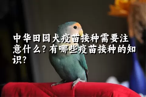 中华田园犬疫苗接种需要注意什么？有哪些疫苗接种的知识？