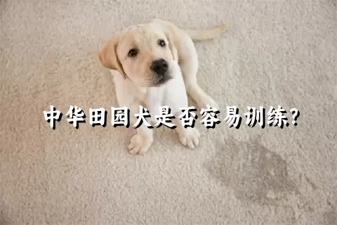 中华田园犬是否容易训练？