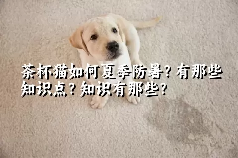 茶杯猫如何夏季防暑？有那些知识点？知识有那些？