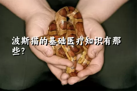 波斯猫的基础医疗知识有那些？